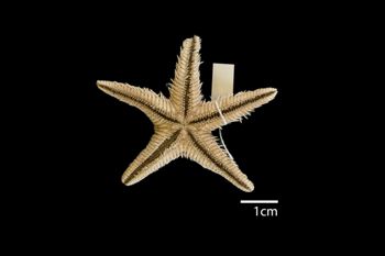 Media type: image; Invertebrate Zoology AST-2091   Description: whole body;  Aspect: ventral